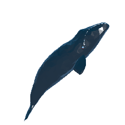 Bowhead Whale