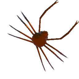 Spidercrab